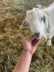 2 Goat Bucks for sale - Photo 7