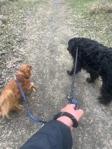 experienced dog walker - Photo 2
