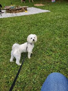 experienced dog walker - Photo 3