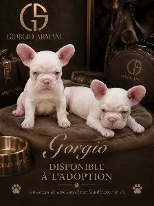 Bouledogues français