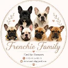 Bouledogues français - Photo 4
