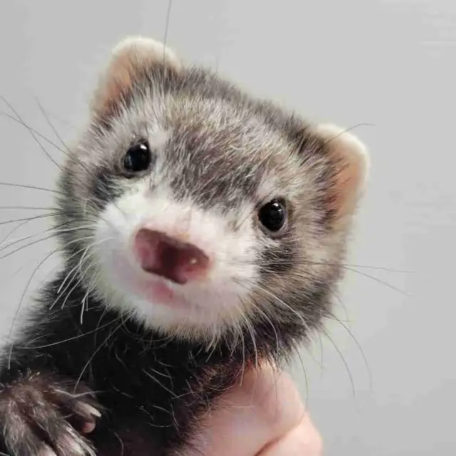 baby ferrets