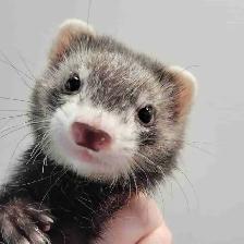 baby ferrets