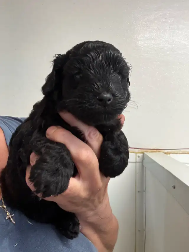 Chiots Schnoodle (schnauzer nain x caniche miniature)