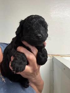 Chiots Schnoodle (schnauzer nain x caniche miniature)