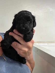 Chiots Schnoodle (schnauzer nain x caniche miniature) - Photo 2