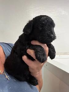 Chiots Schnoodle (schnauzer nain x caniche miniature) - Photo 3