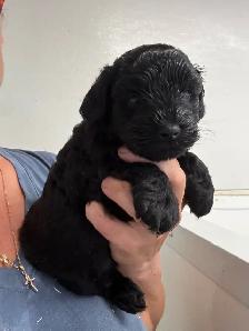Chiots Schnoodle (schnauzer nain x caniche miniature) - Photo 4