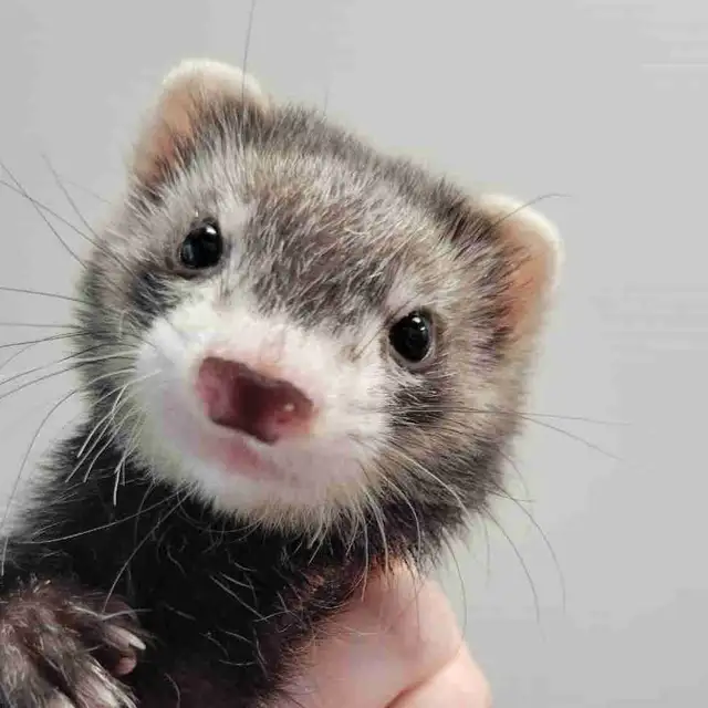 baby ferrets