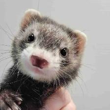 baby ferrets