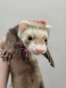 baby ferrets - Photo 2