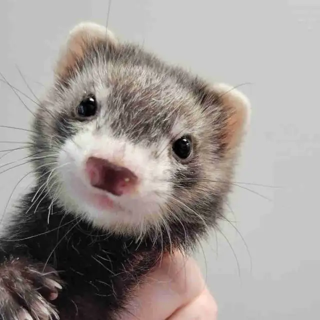 baby ferrets