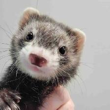 baby ferrets