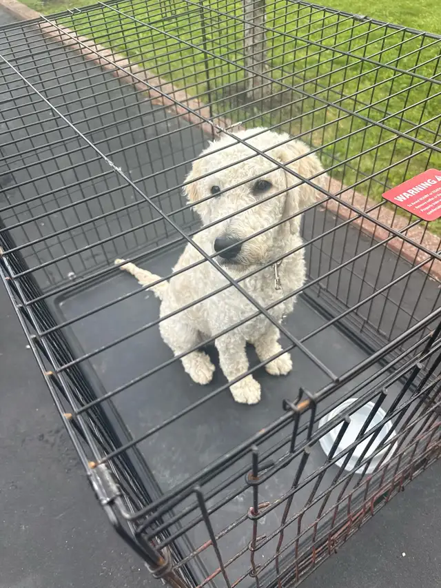 golden doodle