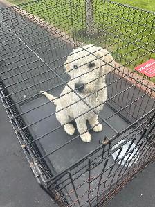 golden doodle