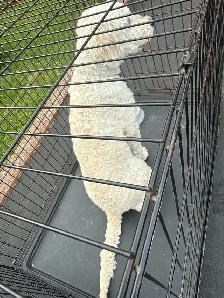 golden doodle - Photo 2