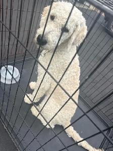 golden doodle - Photo 3