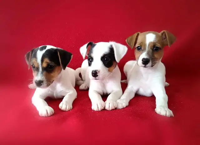 Chiots Jack Russell femelles prêtes à partir...ready now!!