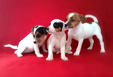 Chiots Jack Russell femelles prêtes à partir...ready now!! - Photo 2