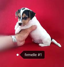 Chiots Jack Russell femelles prêtes à partir...ready now!! - Photo 3
