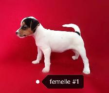Chiots Jack Russell femelles prêtes à partir...ready now!! - Photo 4