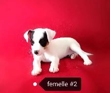 Chiots Jack Russell femelles prêtes à partir...ready now!! - Photo 5