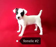 Chiots Jack Russell femelles prêtes à partir...ready now!! - Photo 6