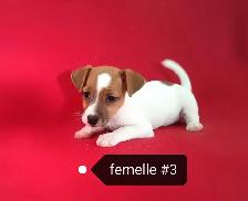 Chiots Jack Russell femelles prêtes à partir...ready now!! - Photo 7
