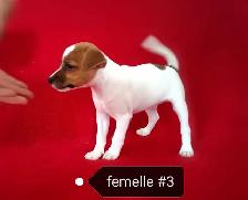 Chiots Jack Russell femelles prêtes à partir...ready now!! - Photo 8