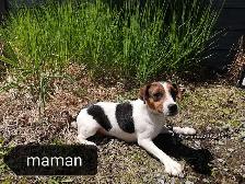 Chiots Jack Russell femelles prêtes à partir...ready now!! - Photo 9