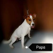 Chiots Jack Russell femelles prêtes à partir...ready now!! - Photo 10