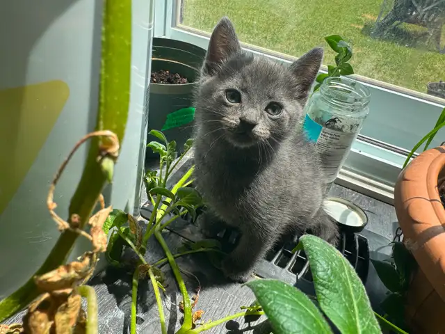 PURE RUSSIAN BLUE FOR REHOME