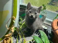 PURE RUSSIAN BLUE FOR REHOME