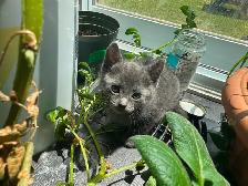 PURE RUSSIAN BLUE FOR REHOME - Photo 2