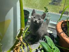 PURE RUSSIAN BLUE FOR REHOME - Photo 3