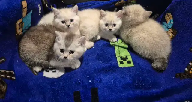 BSH kittens!