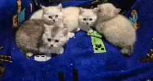 BSH kittens!