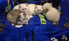 BSH kittens! - Photo 2