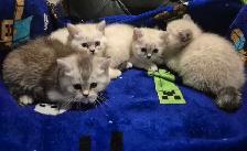 BSH kittens! - Photo 3