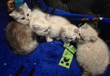 BSH kittens! - Photo 4