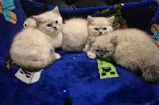BSH kittens! - Photo 5