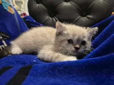 BSH kittens! - Photo 6