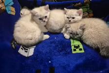 BSH kittens! - Photo 7