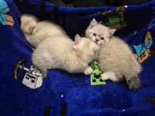 BSH kittens! - Photo 8