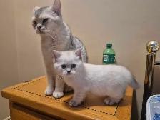 BSH kittens! - Photo 9