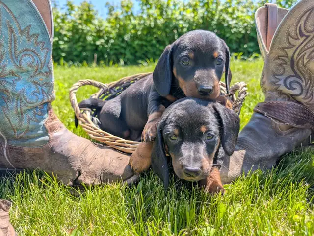 dachshund puppies