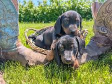 dachshund puppies