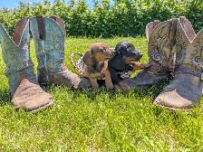 dachshund puppies - Photo 2