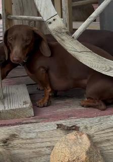 dachshund puppies - Photo 3