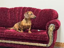dachshund puppies - Photo 4